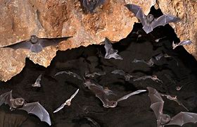 Image result for Bats in Shelter