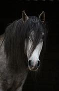 Image result for Black and White Horse Breeds