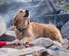 Image result for Search and Rescue Dogs