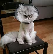 Image result for Funny Cat Cone