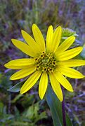 Image result for Silphium integrifolium JS Stand Up