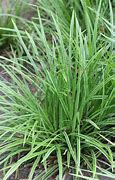 Image result for Carex morrowii Variegata