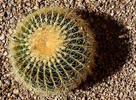 Image result for Native Arizona Cactus