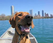 Image result for search dog austin