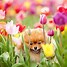 Image result for Colorful Dogs