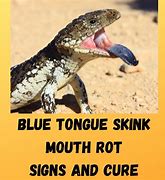 Image result for Blue Tongue Two Up Set