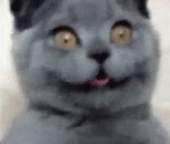 Image result for Excited Happy Cat