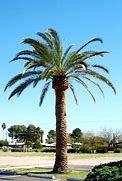 Image result for Date Palm