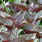 Eupatorium rugosum Chocolate కోసం చిత్ర ఫలితం