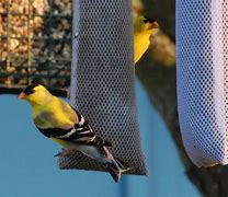Image result for Thomas Paul Gold Finch