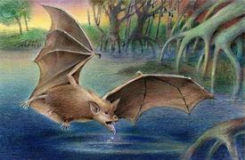 Image result for Old Age Bat S