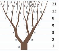 Image result for Golden Ratio in Tree Trunks
