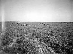 Image result for Tomato Field