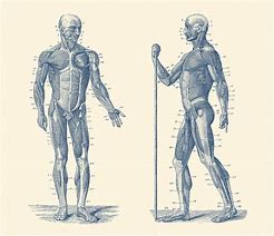 Image result for Vintage Anatomy Muscle