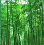 Image result for Bamboo Cosmetic Packaging