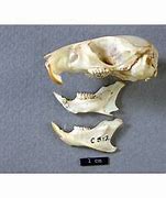 Image result for Mouse Jaw Bones