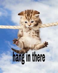 Image result for Cute Hang in There Cat