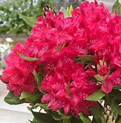 Image result for Rhododendron Nova Zembla