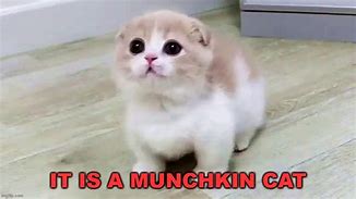 Image result for El Gato Munchkin Cat Meme