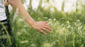 Image result for You Should Touch Grass Now