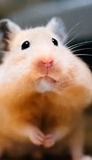 Image result for Very Small Hamsters