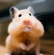 Image result for Cool Hamster