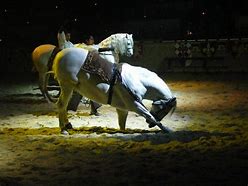 Image result for Bowing Thoroughbred Horse
