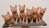 Image result for Cute Orange Tabby Kittens