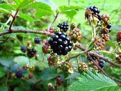 Image result for Wild BlackBerry