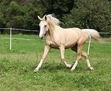 Image result for Palomino Horse Breeds