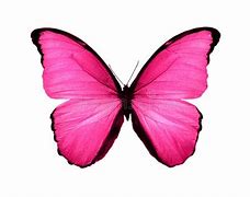 Image result for Flying Pink Butterfly On White Background