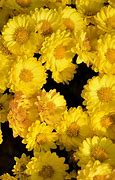 Image result for Yellow Floral Wallpaper