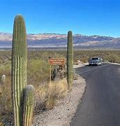 Image result for Cactus Forest Loop Drive