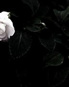 Image result for Desktop Wallpaper Dark Floral Photo