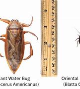 Image result for Water Bugs In-House