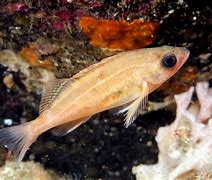 Image result for Puget Sound Rockfish