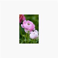 Image result for Ranunculus asiaticus Aviv roze