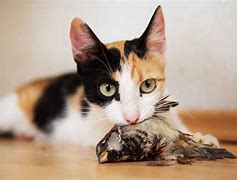 Image result for Do Cats Eat Birds