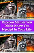 Image result for Tired Raccoon Meme