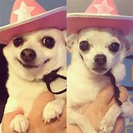 Image result for Dog with a Sombrero Meme