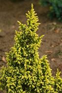 Image result for Juniperus pingii Hulsdonck Yellow