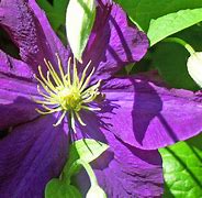 Image result for Winter Pruning Clematis