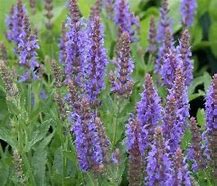 Image result for Salvia nemorosa Blauhügel