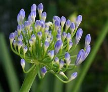 Image result for Agapanthus Volendam