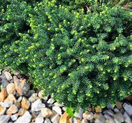 Image result for Small Dwarf Evergreen Shrubs