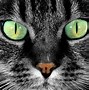 Image result for Scary Green Eyes Wall Paper