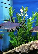 Image result for Tropical Aquarium Fish