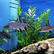 Image result for Peaceful Freshwater Aquarium Fish