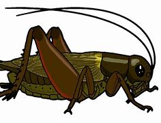 Image result for Cricket Bug Clip Art