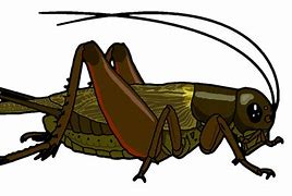 Image result for Cricket Insect Chirp